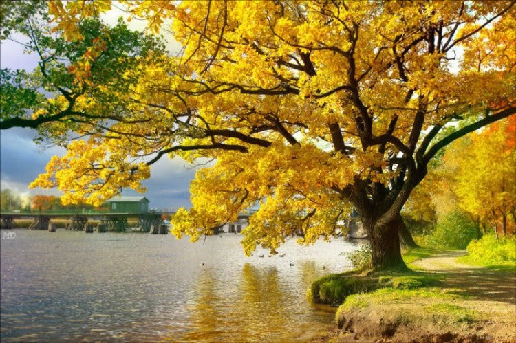 ipe-amarelo-arvore-flores5
